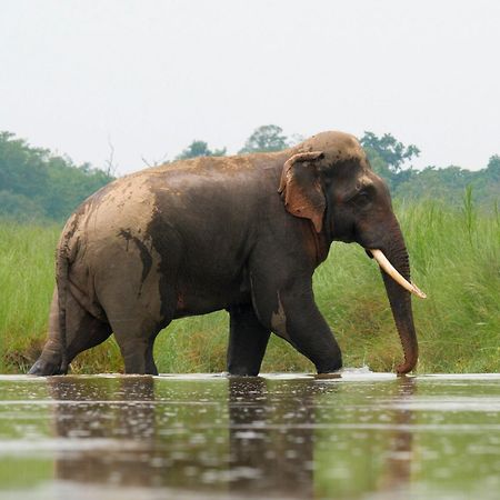 Hotel Family House - Bardia National Park Bardiya Esterno foto