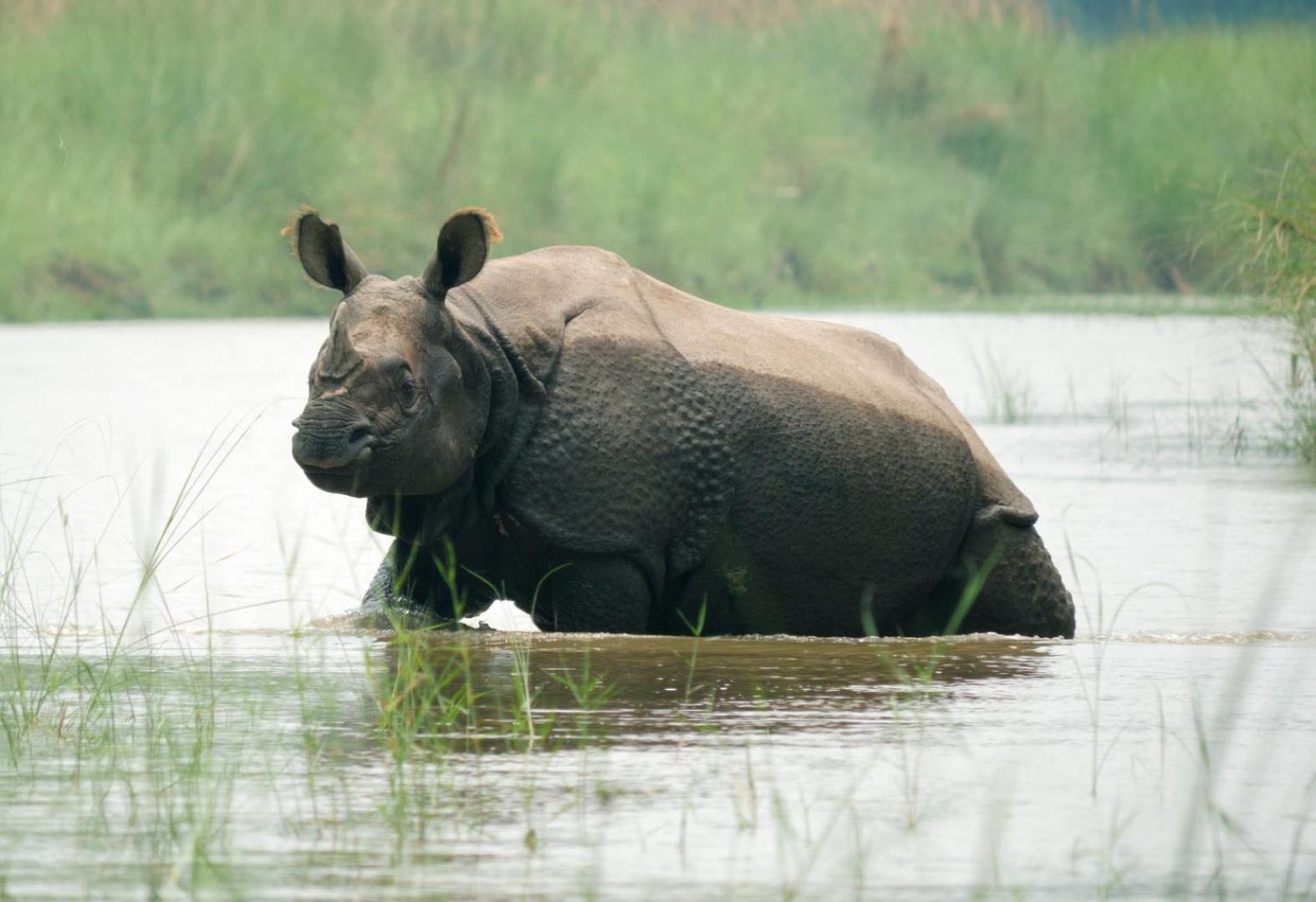 Hotel Family House - Bardia National Park Bardiya Esterno foto