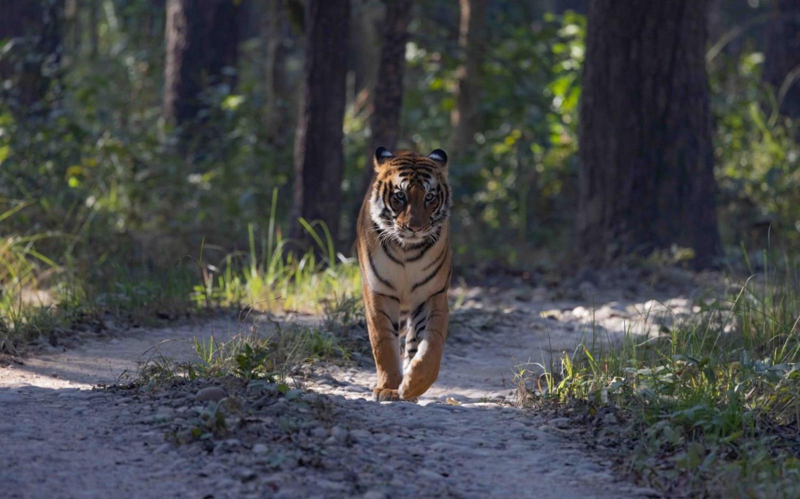 Hotel Family House - Bardia National Park Bardiya Esterno foto