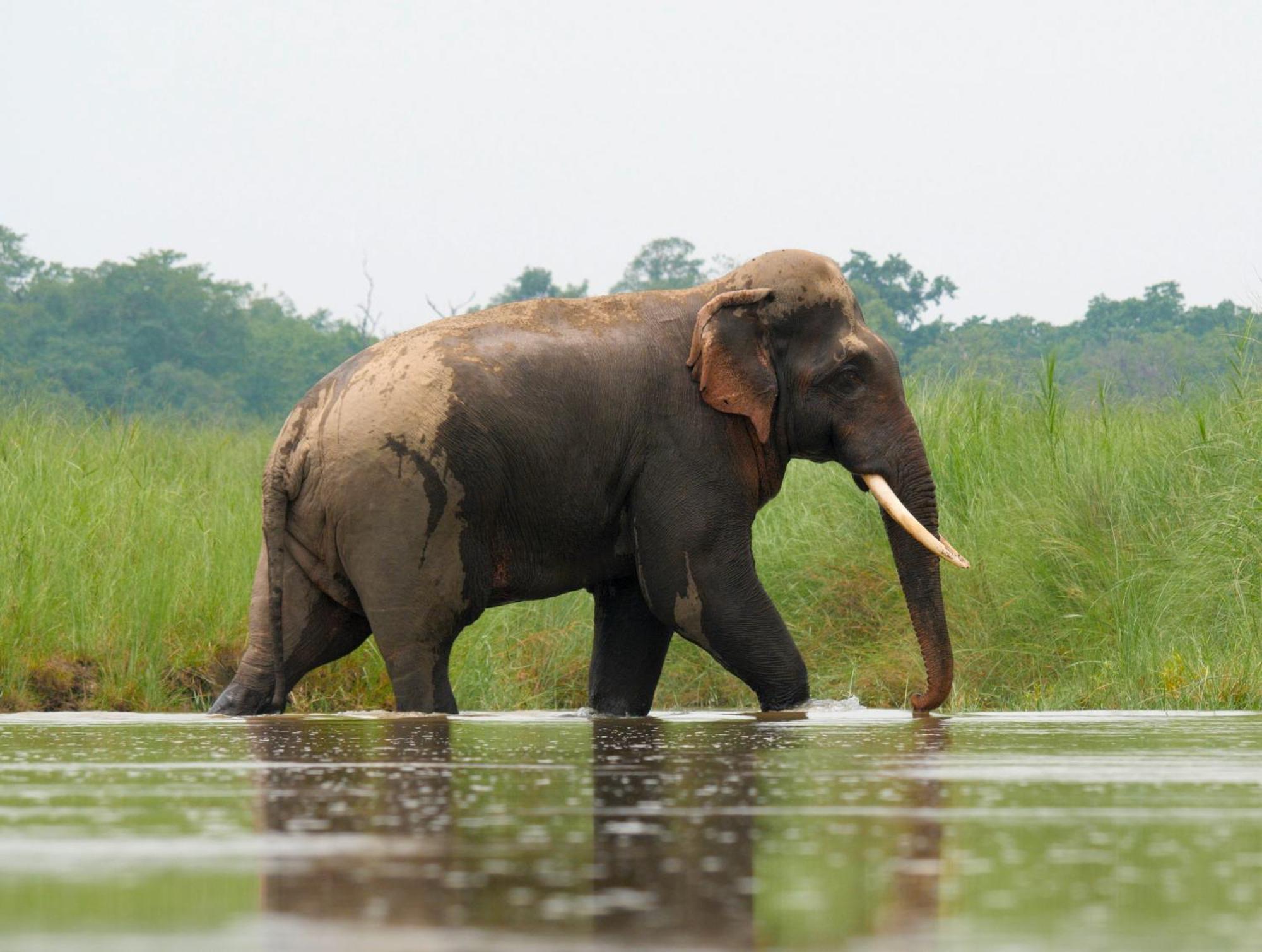 Hotel Family House - Bardia National Park Bardiya Esterno foto